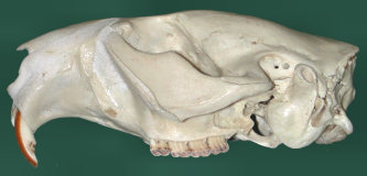 Anterior view of the skull of Castor canadensis