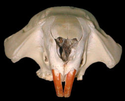 Anterior view of the skull of Castor canadensis