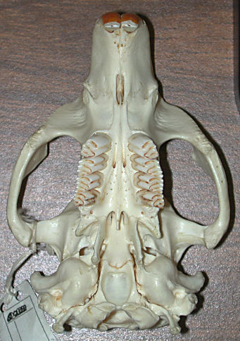 Ventral view of the skull of Castor canadensis.