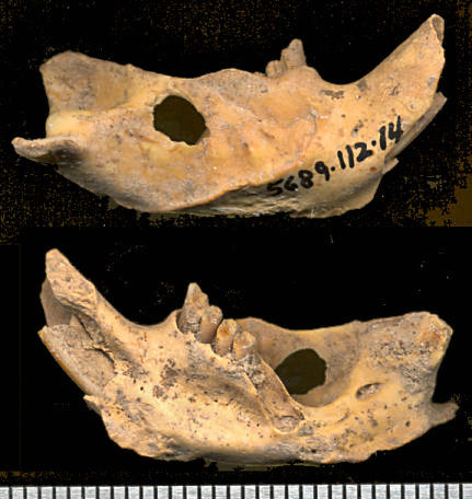 Lateral and medial views of a Cratogeomys dentary from U-Bar Cave.