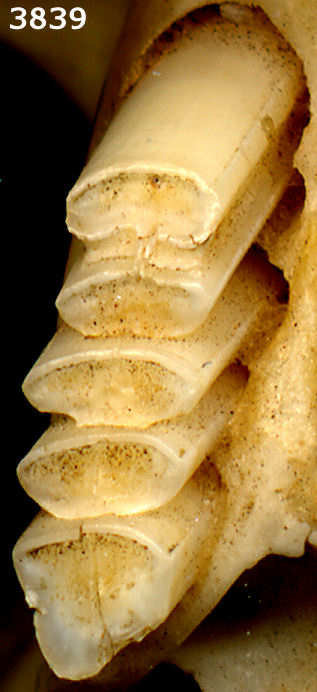 Right upper cheek dentition of Cratogeomys castanops