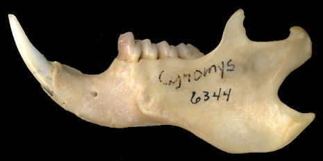 Left dentary of Cynomys ludovicianus