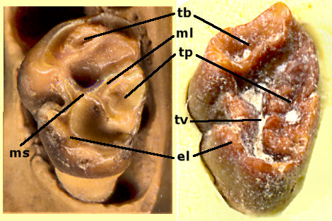 L m3 of Cynomys gunnisoni and Cynomys ludovicianus