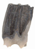 Right m1 of fossil Neotoma showing the well developed anterior lateral dentine tract