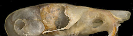 lateral view of dorsal skull of Dipodomy merriami showing infraorbital foramen, weak zygomatic arch, and enlarged auditory region.