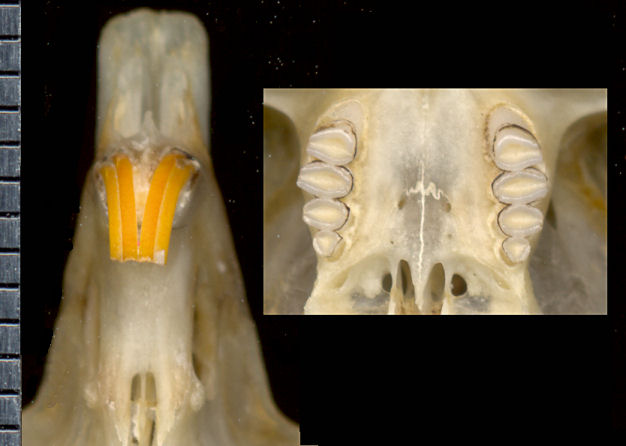 Wentral view of Dipodomys merriami anterior skull and upper palate and toothrows.
