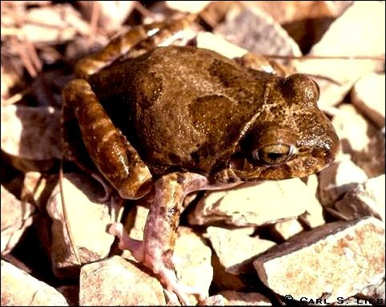 Barking Frog, Craugastor augusti. Carl S. Lieb photograph.