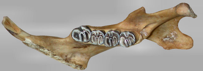 Right dentary and teeth of Erethzon dorsata.