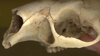 View of American Porcupine skull showing the very large infraorbital foramen.