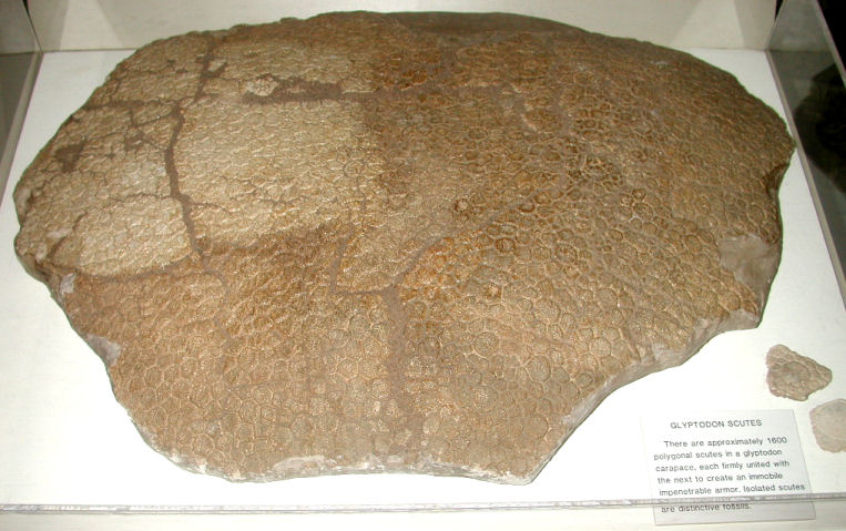 A portion of the carapace of Glyptotherium