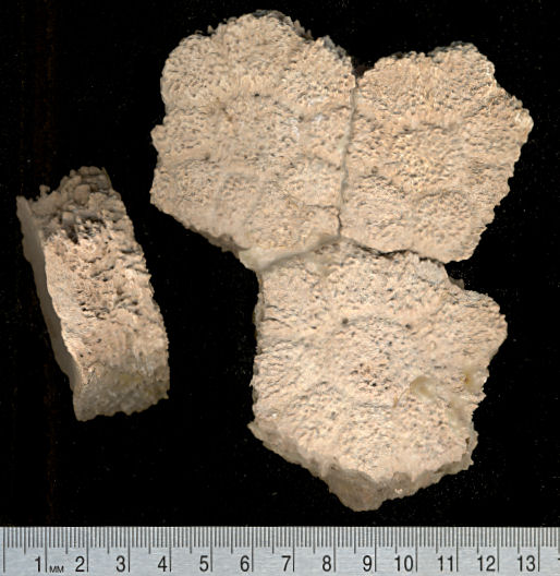 Three articulated glyptodont scutes and edge view of another