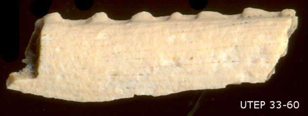 Fossil catfish pectoral spine