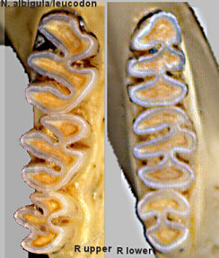 Upper and lower dentition of Neotoma albigula/leucodon