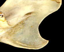 Medial view of posterior dentary of Neotoma albigula showing the nature of the mandibular foramen