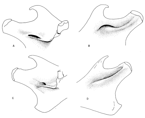 Differences among woodrat taxa in the incisive capsule and the mandibular foramen