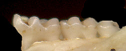 Lateral view of Onychomys dentary showing broad molar reentrants