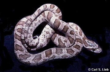 Pantherophis emoryi. Photograph by Carl S. Lieb.