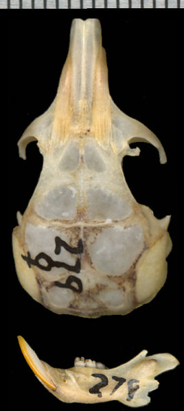 Dorsal view of Chaetodipus eremicus skull and lateral view of right dentary.