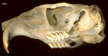 Rodent skull (Thomomys bottae) showing rodent characters