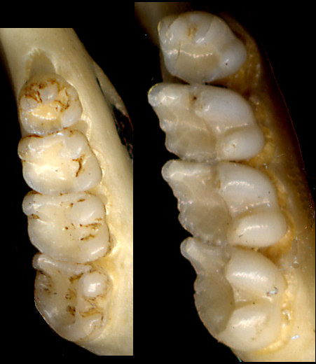 Lower right cheekteeth of Tamias cinereicollis and Xerospermophilus spilosoma