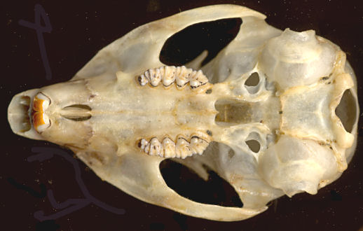 Vental view of the skull of Callospermophilus lateralis