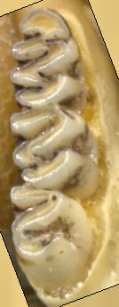 Right lower toothrow of Sigmodon hispidus