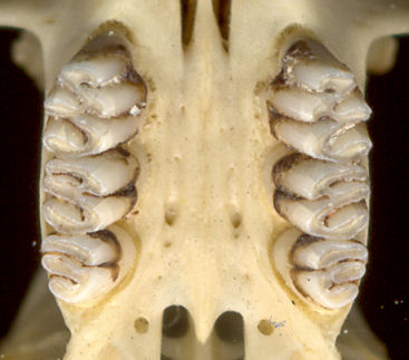 Palate of Sigmodon hispidus illustrating upper toothrow characteristics