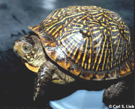 Ornate Box Turtle, Terrapene ornata. Carl S. Lieb photograph