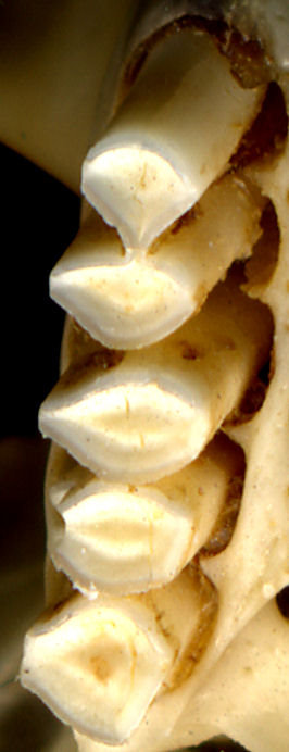 Right upper cheek dentition of Thomomys bottae