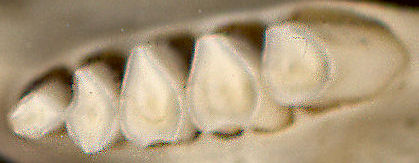Lower left dentition of Thomomys talpoides