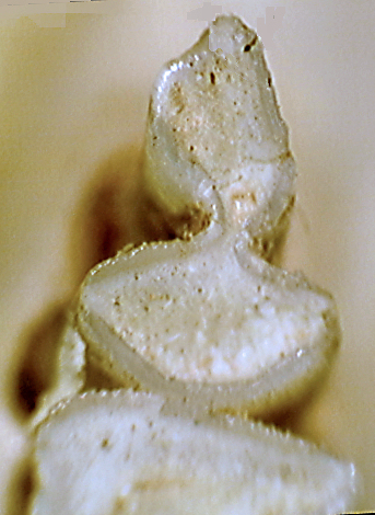 Left p4 of Thomomys talpoides