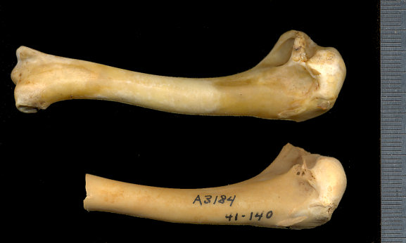 Centrocercus fossil and modern humeri