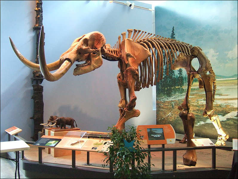 Fossil Mammut americanum, Museum of the Earth