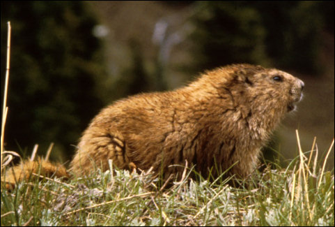 Marmot photo by J. C. Leupold, USF&WS