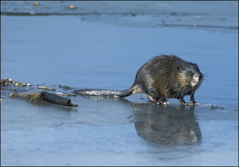 Common Muskrat. US Fish & Wildlife Service photograph by Dave Menke