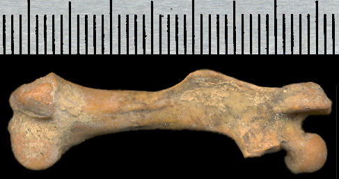 Fossil Common Muskrat femur