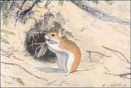Painting of Onychomys leucogaster by Louis Agassiz Fuertes
