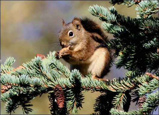 Red Squirrel. Photograph by Donna Dewhurst, USF&WS