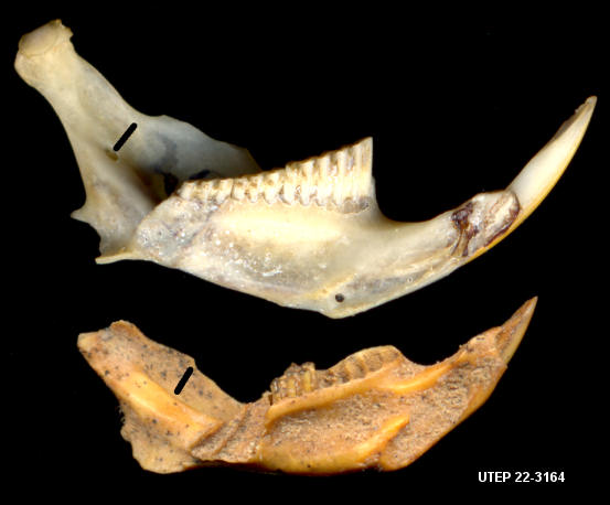 Lingual views of the dentary of Microtus (top) and Lemmiscus (bottom), illustrating the differences in position of the mandibular foramen.