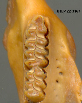 Dorsal view of Lemmiscus curtatus m/1 amd m/2