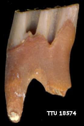 Lower right first molar of Neotoma cinerea