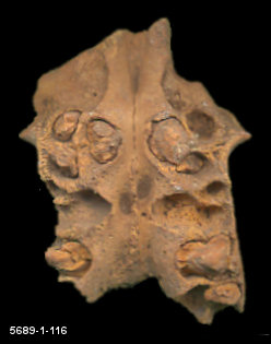 Palate of mid-Wisconsin Erethizon dorsata from U-Bar Cave