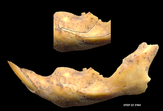 lateral view of lemmiscus dentary showing typical masseteric scar.