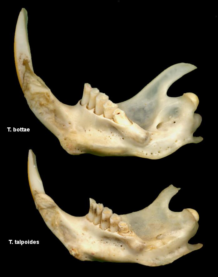 Lingual view of Thomomys dentaries showing differences between T. bottae and T. talpoides
