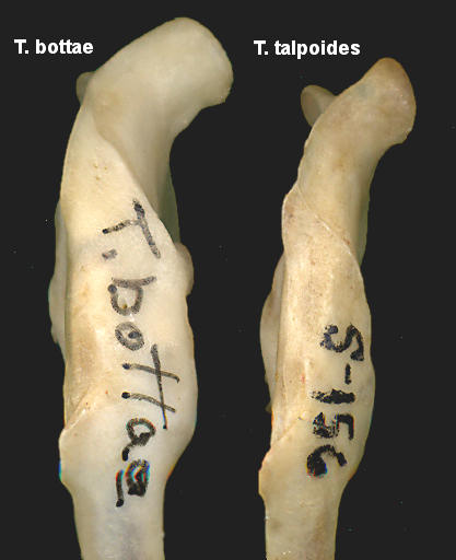 Ventral view of Thomomys dentaries to show the angular process difference between T. bottae and T. talpoides