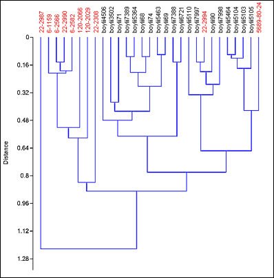 Cluster analysis of fossil and modern Peromyscus boylii samples.