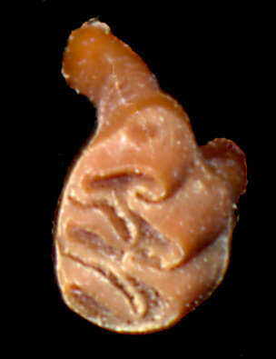 Upper right first molar of Sigmodon ochrognathus
