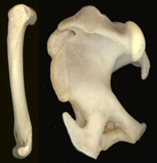 Humerus of a house cat compared to the humerus of a mole