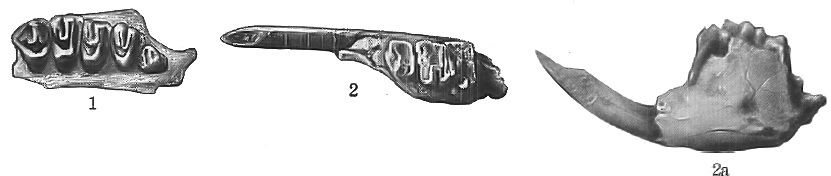 Holotype and paratype of Spermophilus cochisei