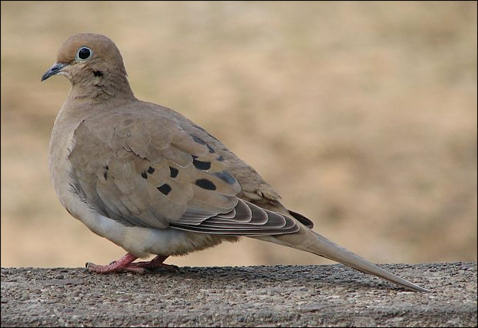 Mourning Dove photograph by Trisha Shears